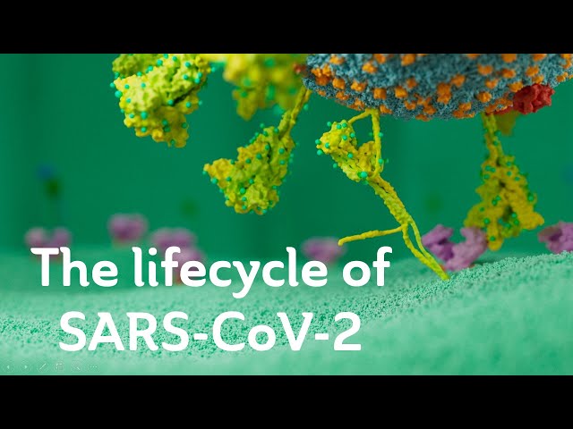 The lifecycle of SARS-CoV-2. Scientific version