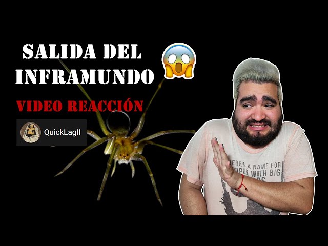 Reaccionando a la araña de rincon de QUICKLAG