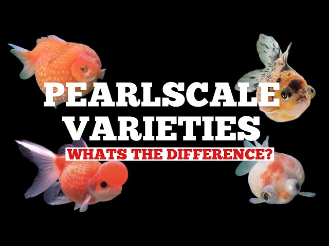 PEARLSCALE GOLDFISH - Varieties explained! AWARD WINNING BREEDER!