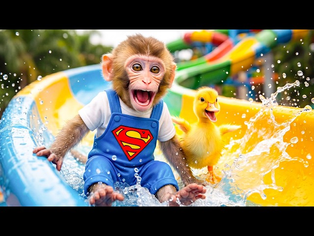 Smart Mono the Monkey Renovates a Colorful Balloon House and Bathes with Puppies and Ducklings
