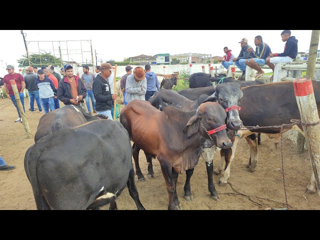 Feria de ganado en Alto da Serra, Pernambuco, 06/09/2026