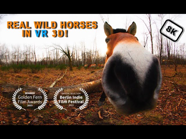 REAL WILD HORSES IN VR 3D I VR180 Nature Experience (8K 3D 180°)