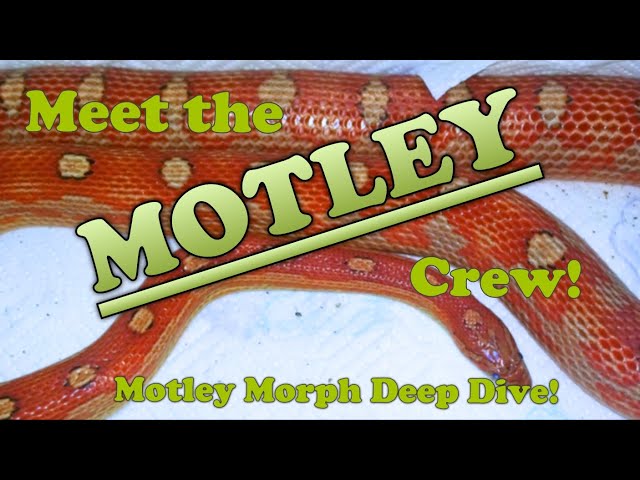 MOTLEY Morph Deep Dive! Lots of combo pics!