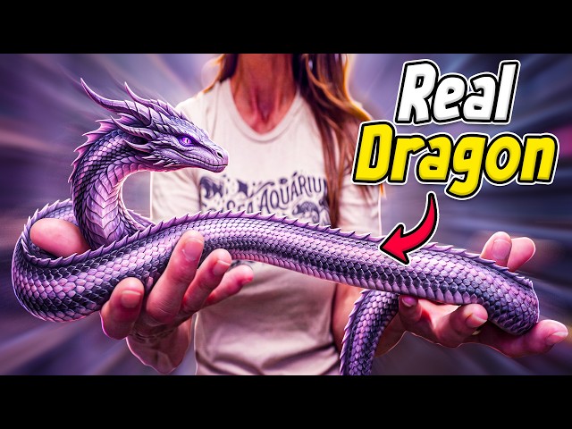 I'm Breeding Dragon Snakes!