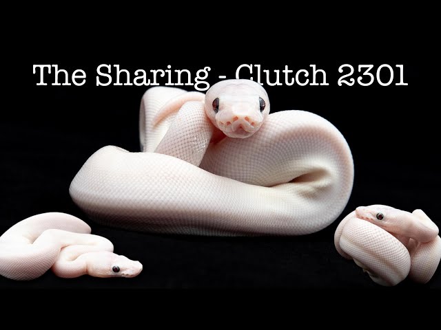 The sharing of Ball Python Clutch 2301