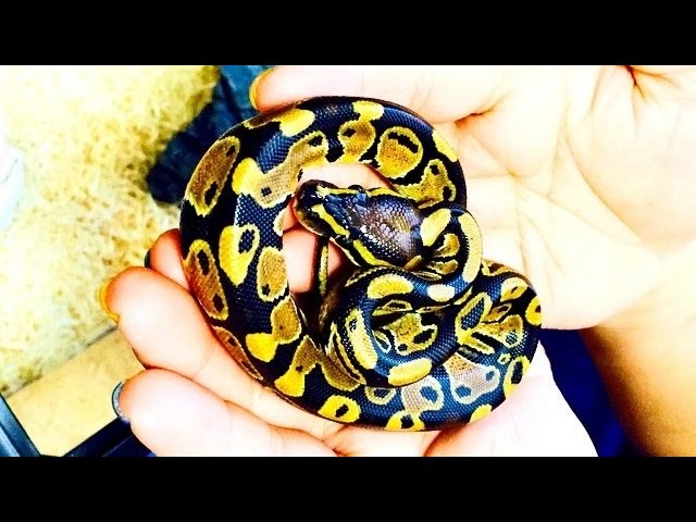 Ball phyton snake  my pet piton bola do meu filho .