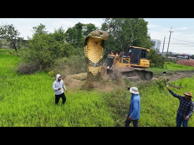 EPIC CONSTRUCTION!! SHANTUI Bulldozer & Dump Trucks Transform the Land from Day One!