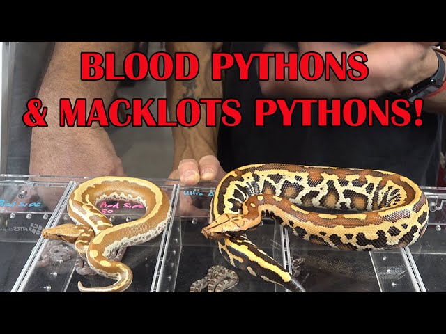 WELL MANNERED MACKLOT'S & BLOOD PYTHONS with DENNIS MCNAMARA