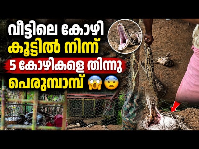 കോഴിയെ തിന്ന് പെരുമ്പാമ്പ് 😱😨#snake #python#trending #shorts #viral #animals#fyp 