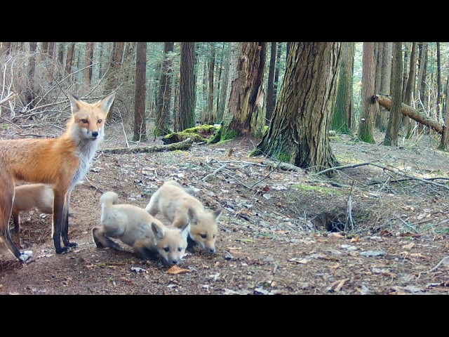Mom Red Fox Catches 4 Rabbits, 1 Bird & 5 Rodents in 24 Hours for Her 7 Hungry Pups