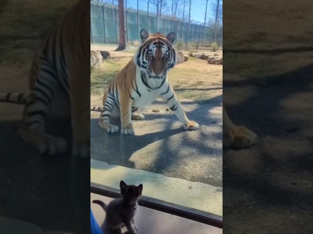 Tiny Kitten Startles Giant Tiger! 🐱😱 Real Zoo Reaction Caught on Phone