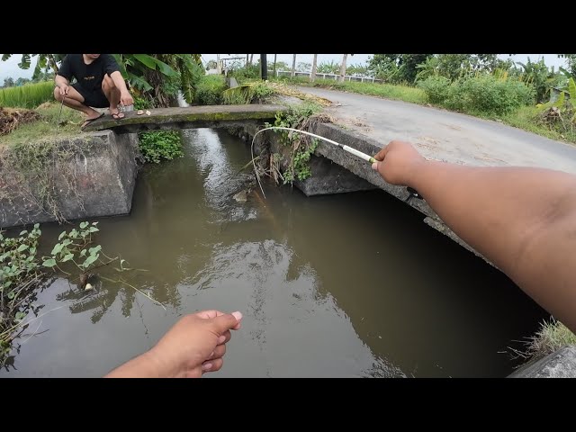 This small gutter has big fish‼️Fishing for wader in the Mbelan village gutter‼️