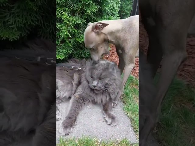 Giant Maine Coon Cat : Personality.