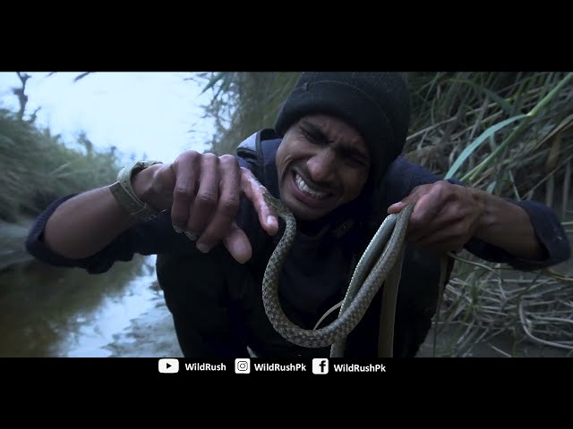 Checkered Keelback Snake| Water Snake| Documentary
