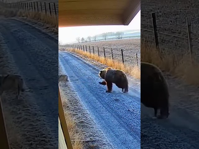 Massive Alpine Bear Chases Wolf - Intense Security Cam Footage