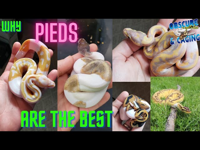 Pied Ball Pythons Are The Best!
