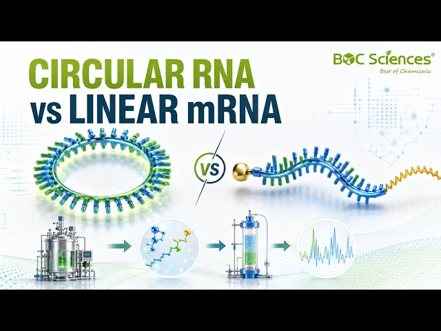 Circular RNA vs Linear mRNA: Design and Manufacturing Tradeoffs - BOC Sciences