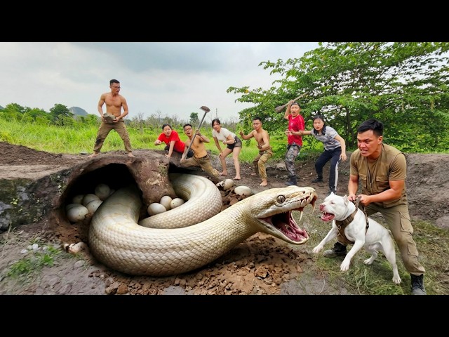 Expert Bravely Digs Up and Captures a Giant White Python