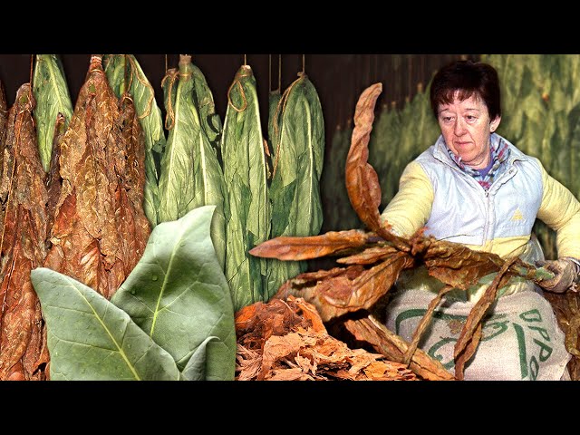 TABACO artesanal. Cultivo y secado de la PLANTA DEL TABACO para su comercialización y consumo