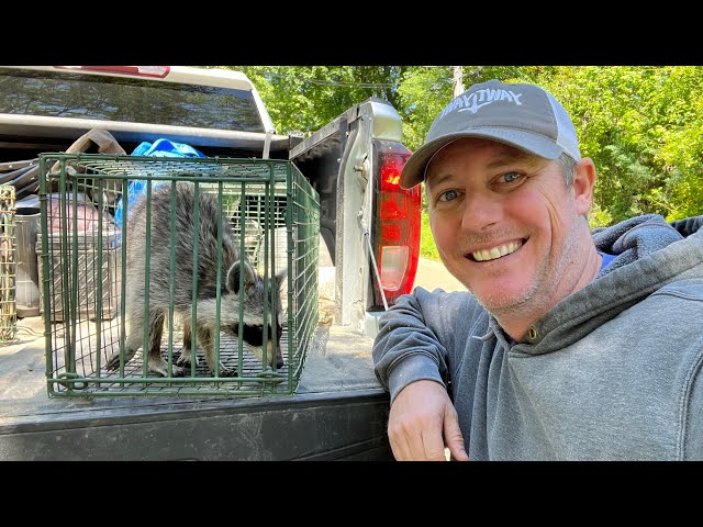 Double hog catch, raccoon rescue, and kids baseball