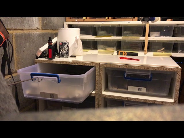 Super dwarf reticulated Python feeding response