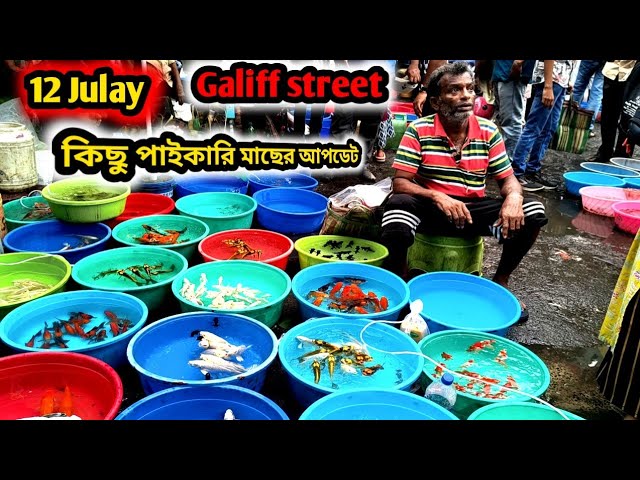 কিছু পাইকারি মাছের calection l  Baghbazar Sokher Haat l recent video Aquarium fish update 