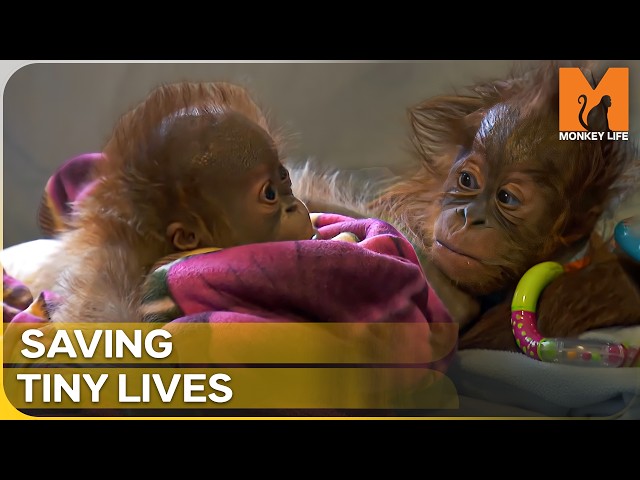 Inside the Primate Nursery: Caring for the Cutest Baby Apes | Monkey Life