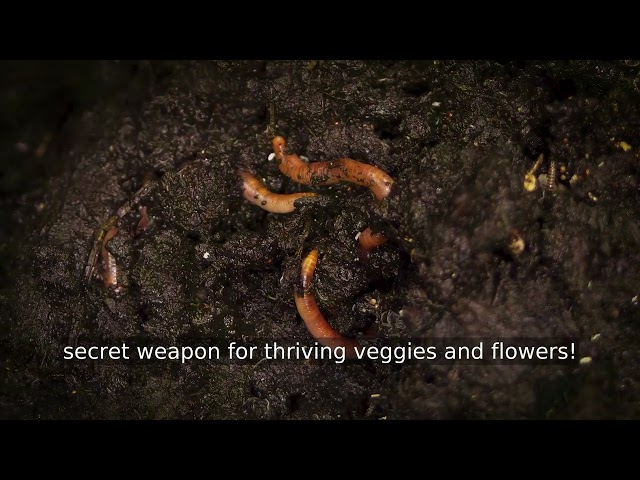 Vermicompost vs Regular Compost vs Soil — Beginner's Guide