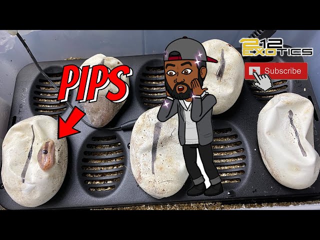 CLUTCH #1 HAS PIPPED || WORST EGG CUTTING EVER!!! #EGG #EGGCUTTING