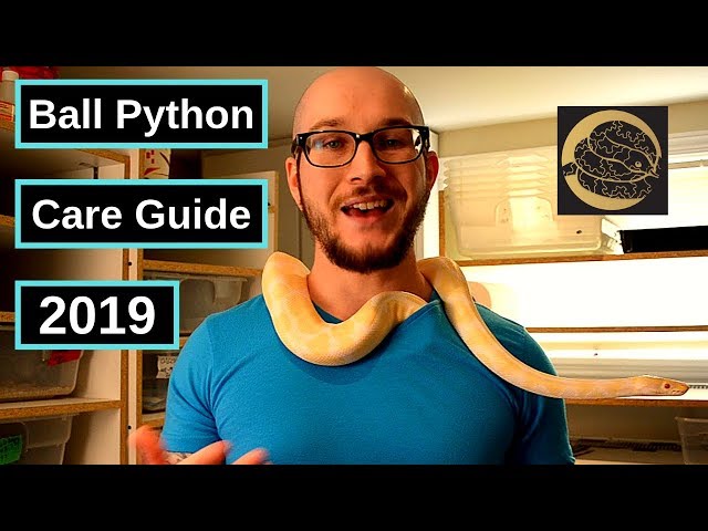 Ball Python Complete Care Guide