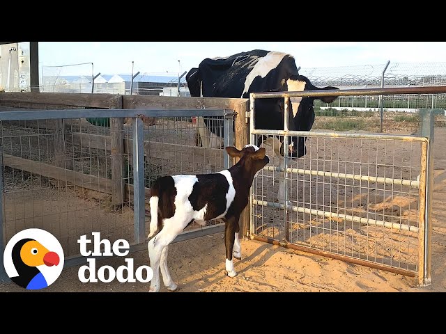 Orphaned Calf Keeps Looking For A Mom Until She Finds One | The Dodo