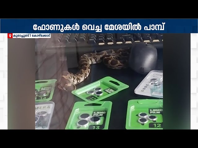 ഫോണുകൾക്കിടയിൽ പാമ്പ്; കടയിൽ നിന്ന് പിടികൂടിയത് പെരുമ്പാമ്പിൻ കുഞ്ഞിനെ | Python Found | Mobile Shop