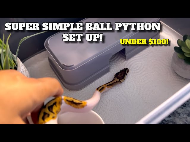 How To Make A Temporary Ball Python Set Up Under $100