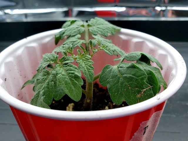 About the Tiny Tim tomato
