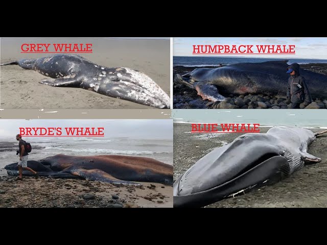 Drunk Fishermen Pose For Photos On Whale Carcass-Whales Could Gone From Oceans In 4 Years Fukushima