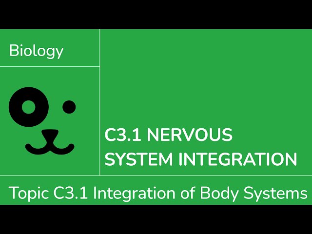 C3.1 Nervous System Integration [IB Biology SL/HL]
