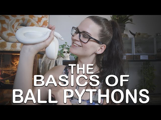 THE BASICS OF BALL PYTHONS (Everything you need to know)