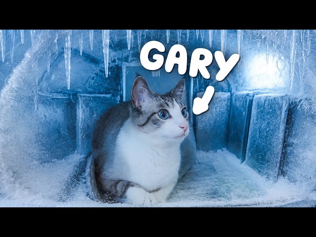 These Cooling Cat Products Were Insane