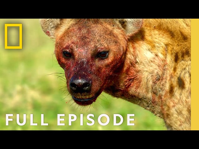 Ultimate Survivors (Full Episode) | Hostile Planet Compilation | National Geographic