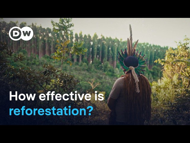 Can trees save the planet? | DW Documentary
