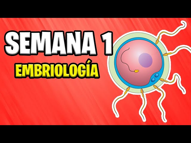 ✅ PRIMERA SEMANA DE GESTACIÓN | EMBRIOLOGÍA  📚