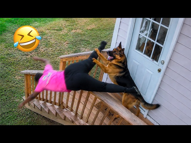 Funniest Dogs On The Internet Right Now 😂 Best Funny Animals 2026