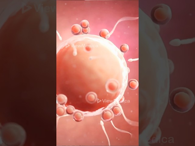 How in-vitro fertilization (IVF) works