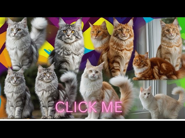 Maine Coon Color Variations: A Complete Guide