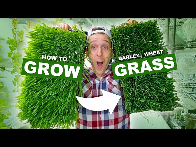 How To Grow FRESH Barley Grass & Wheatgrass At Home In 10 Days