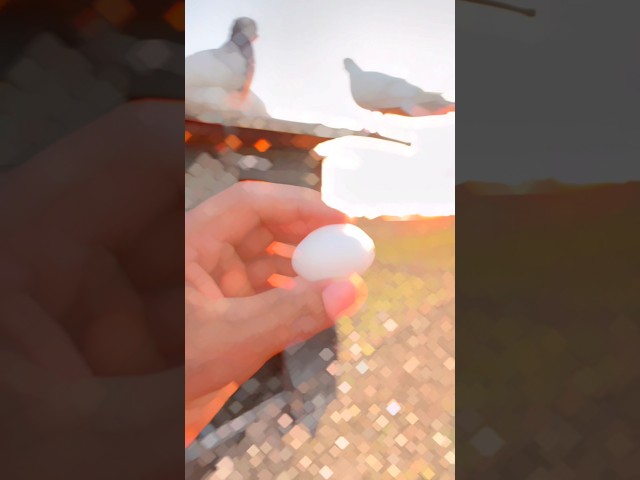 Kabutar ke ande ka shoking video 🫨 #youtubeshorts #shorts #trend #kabutar