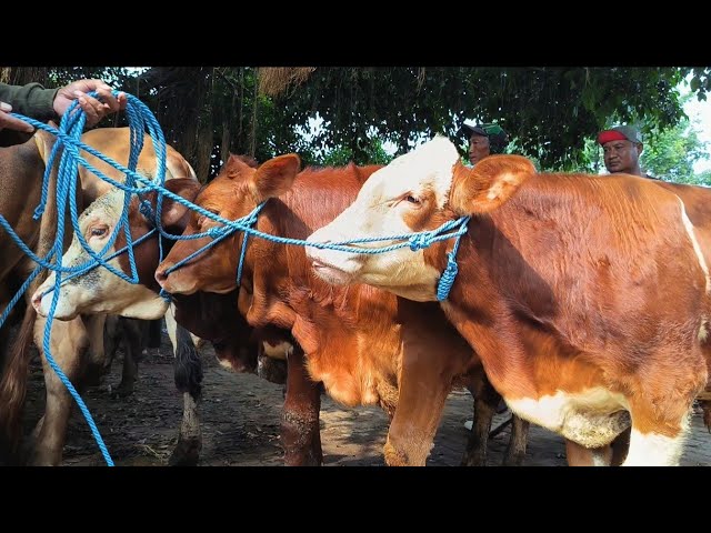 9 million!! Super Limousine at a bargain price!! Tuban Cattle Market