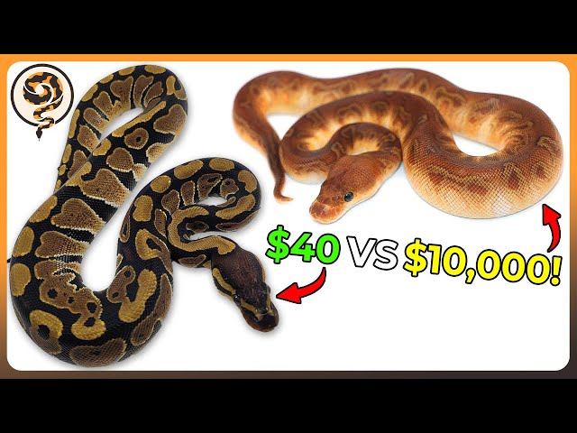 Ball Python Morphs from Least to Most Expensive!