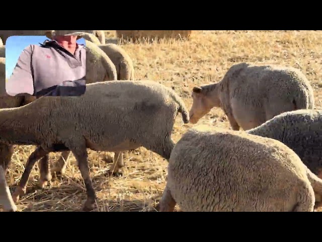 Salamanca, a great livestock fair