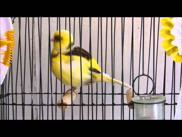 BORDER CANARY  SOUTH AFRICA NATIONAL CHAMPION 2015 BRED BY JAN WOLMARANS